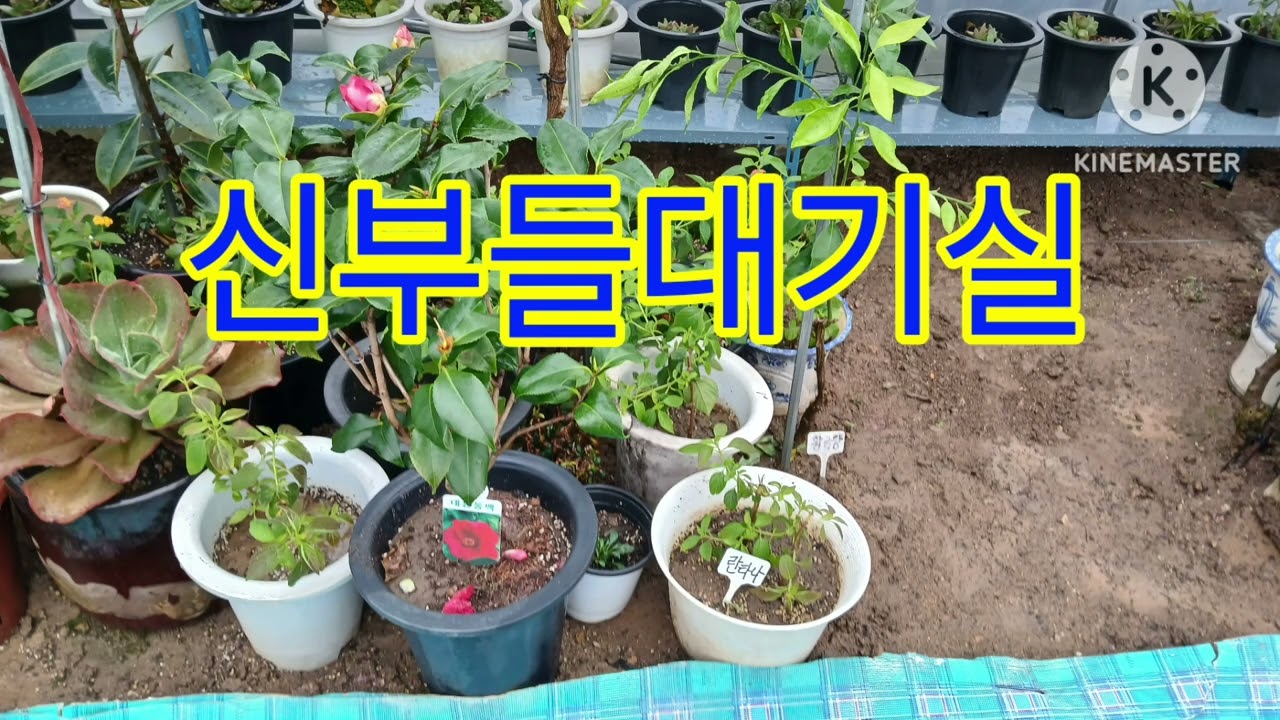 신부들대기중  춘3월ㅡ시집갈 날