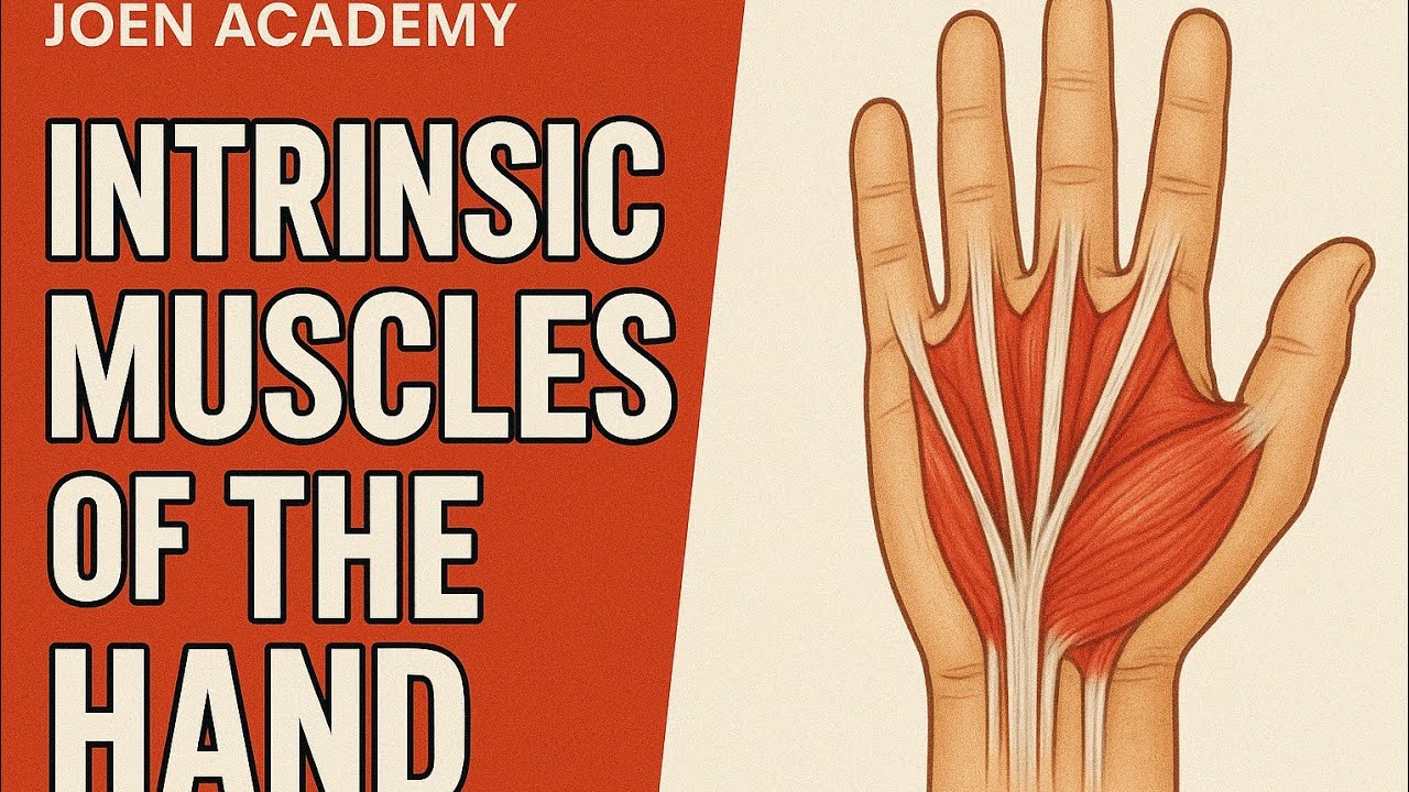 The Intrinsic Muscles of The Hand -  How they Work and Their Nerve Supply
