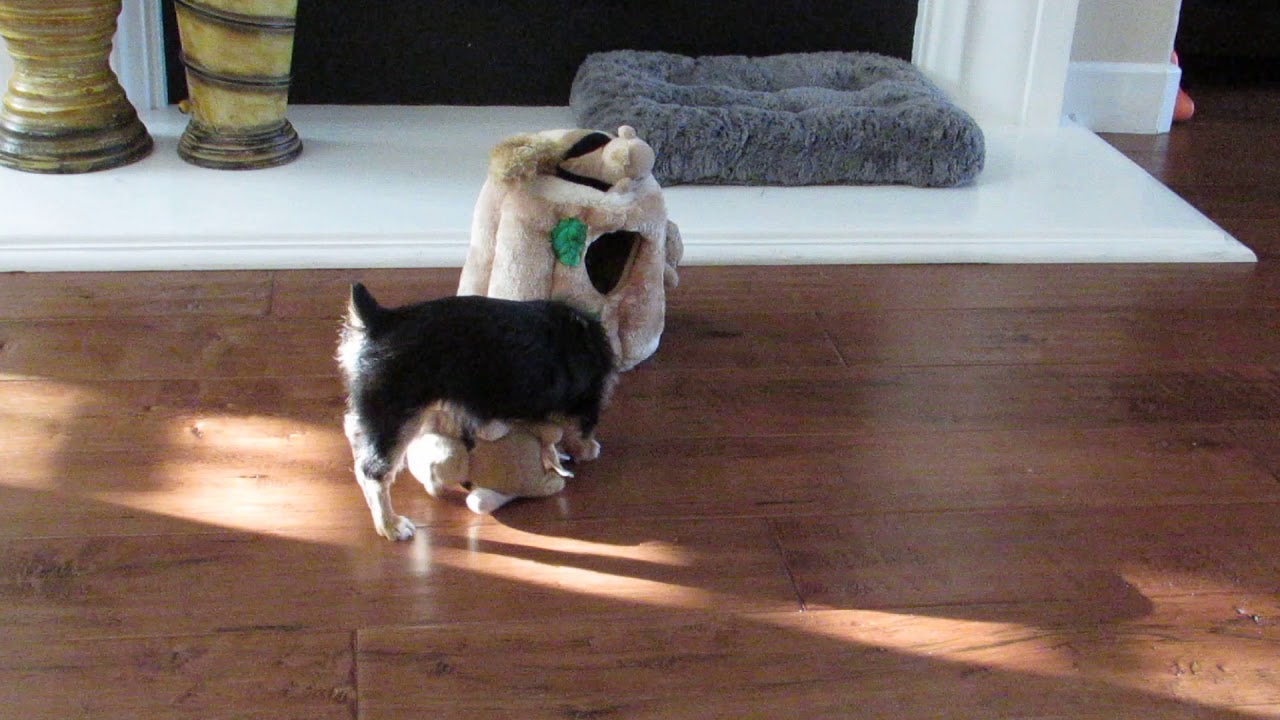 Dog Fight with Squirrels - Flora the Morkie