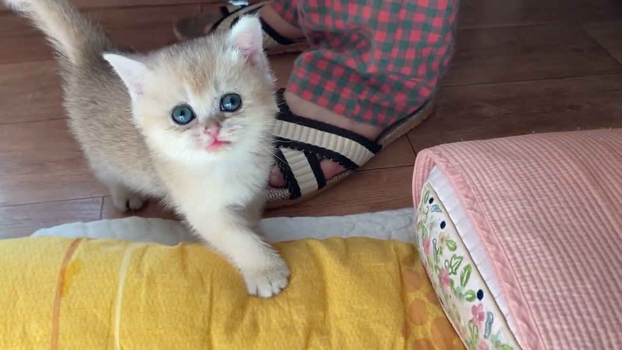 삼월이 거실에 적응했어요