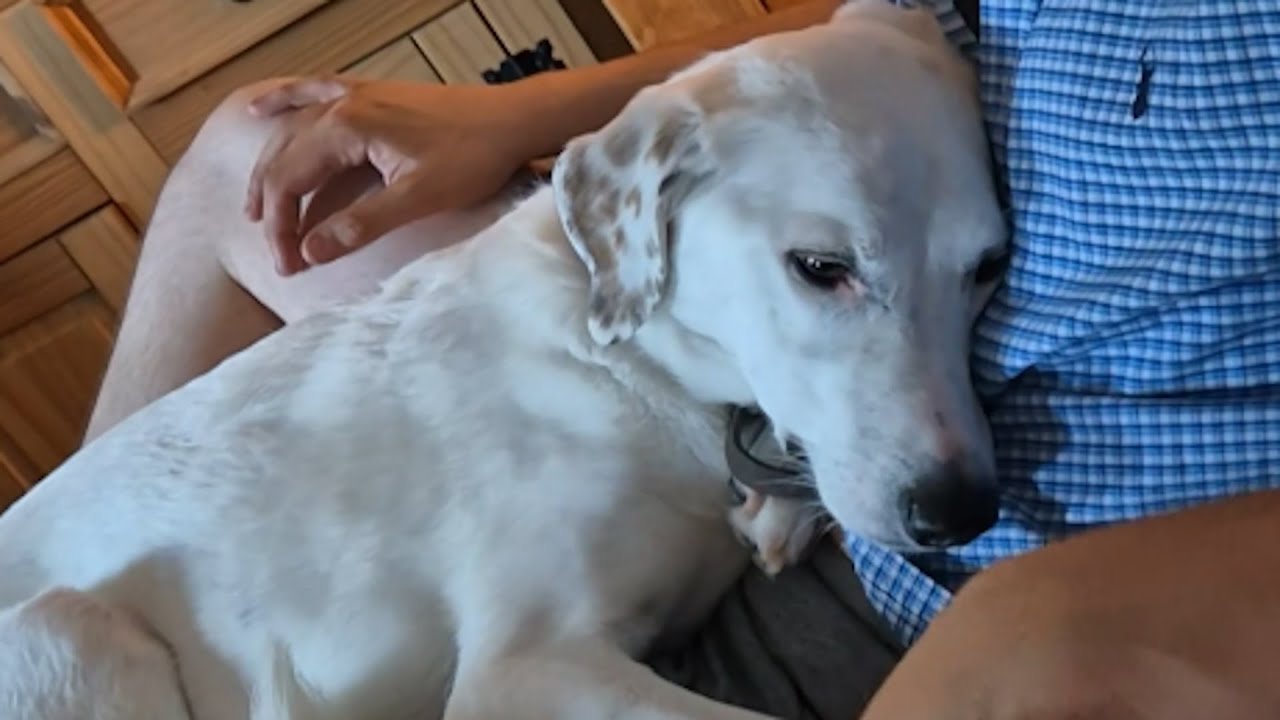 Confused couple thought dog was ignoring them. Turns out he's just...