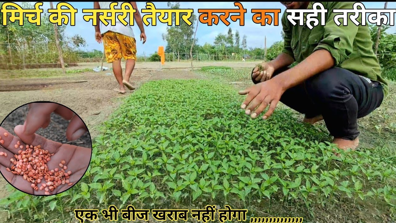 मिर्च की नर्सरी कैसे तैयार करें।।How to prepare chilli nursery।। Mirch ki nursery kaise dalen
