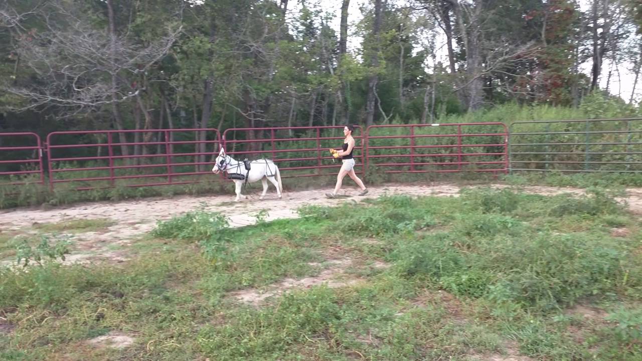 Cleopatra Mini Mule Drive Training