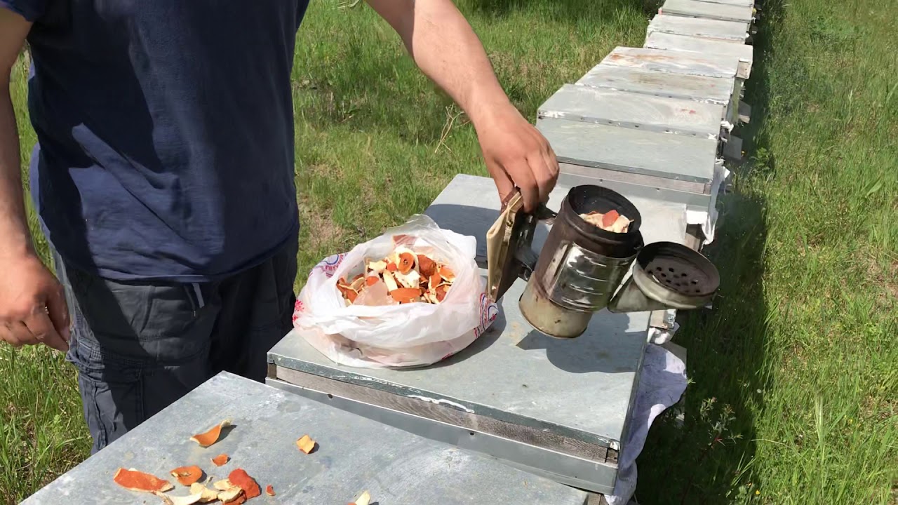Portakal mandalina kabuğu ile doğal varroa mücadelesi