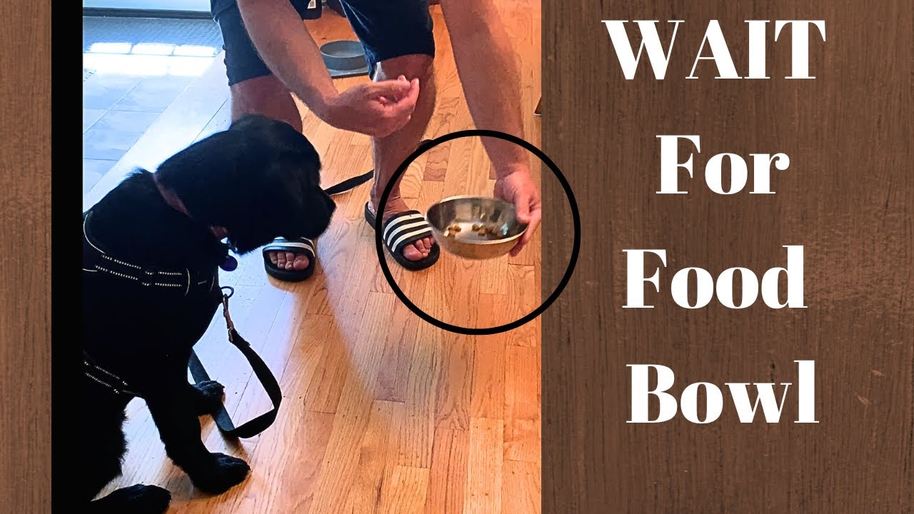3 Simple Steps To Train Your Dog To Wait For Food Bowl