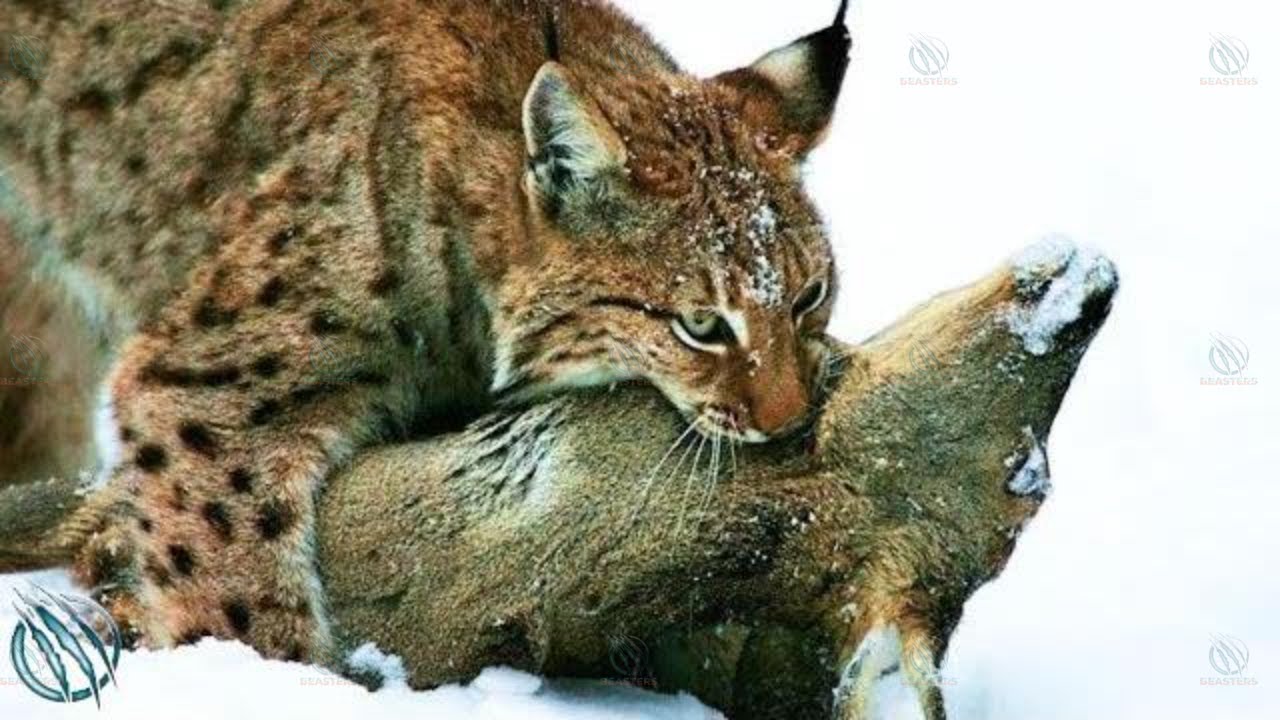 Евразийская рысь ─ 3-й по величине хищник в Европе