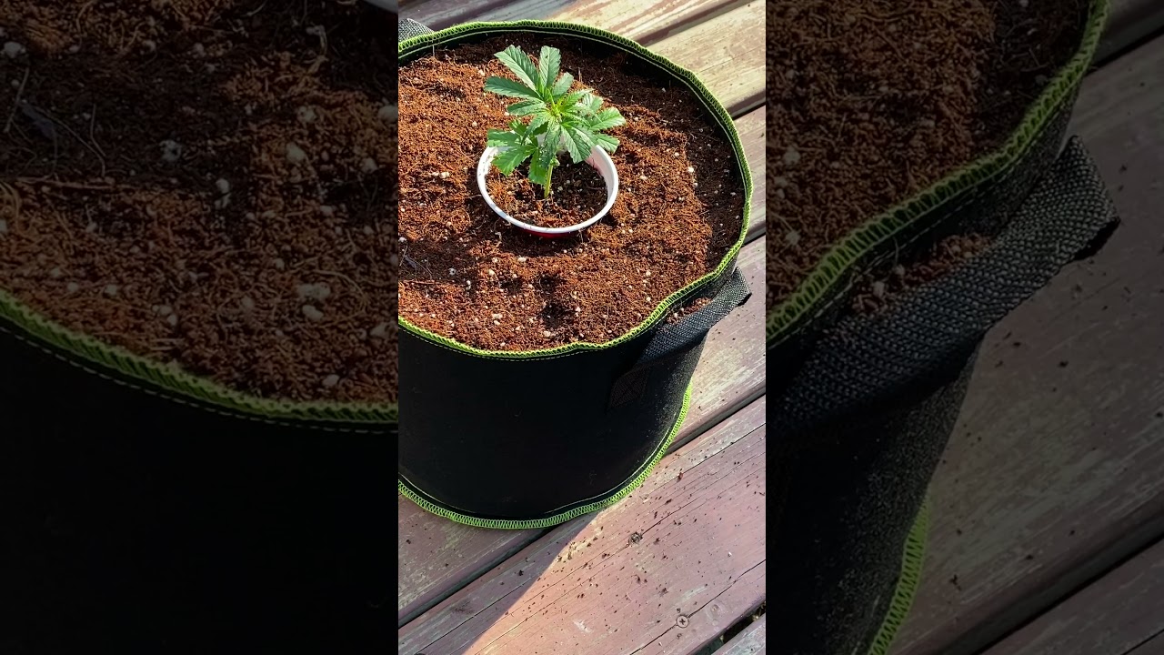 Transplanting Clones