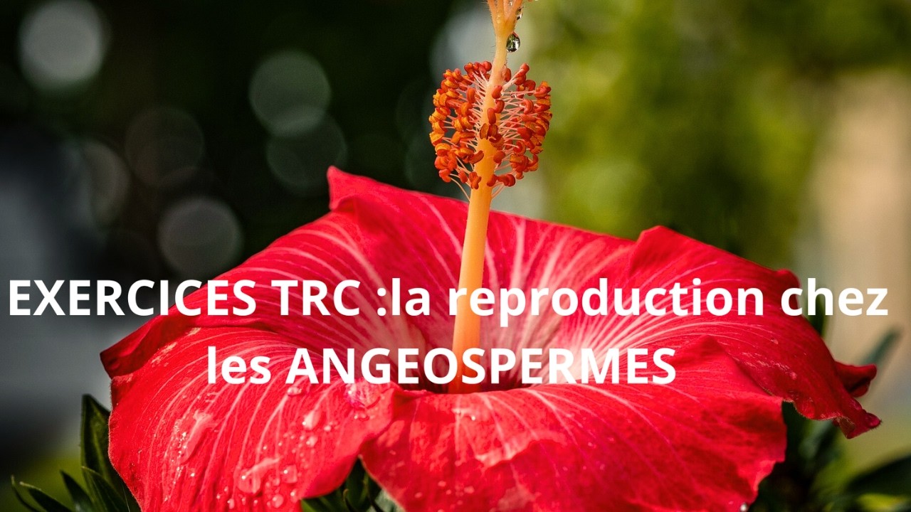 TRC SVT | Exercices corrigés : La reproduction chez les angiospermes 🌸 كاسيات البذور 