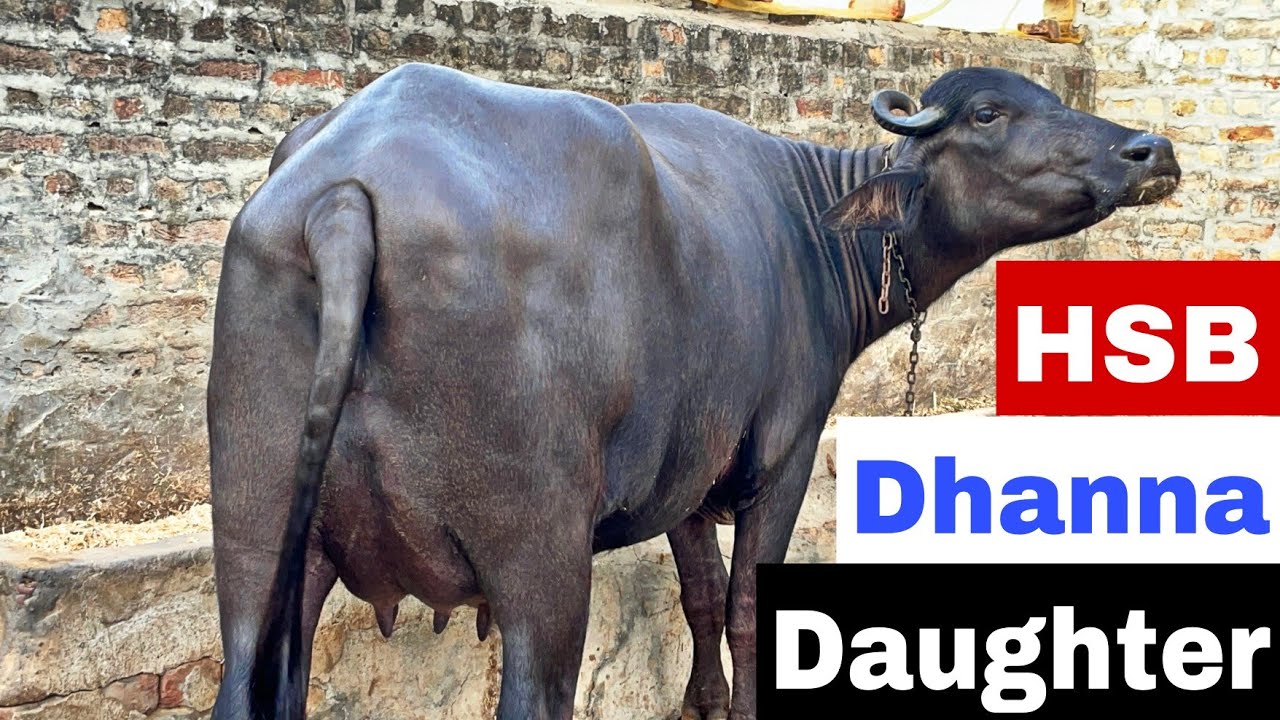 HSB के बुल धन्ना की शानदार बेटी (Daughter) आई सामने, Barsi गांव के आम पशुपालक के घर शानदार मुर्राह