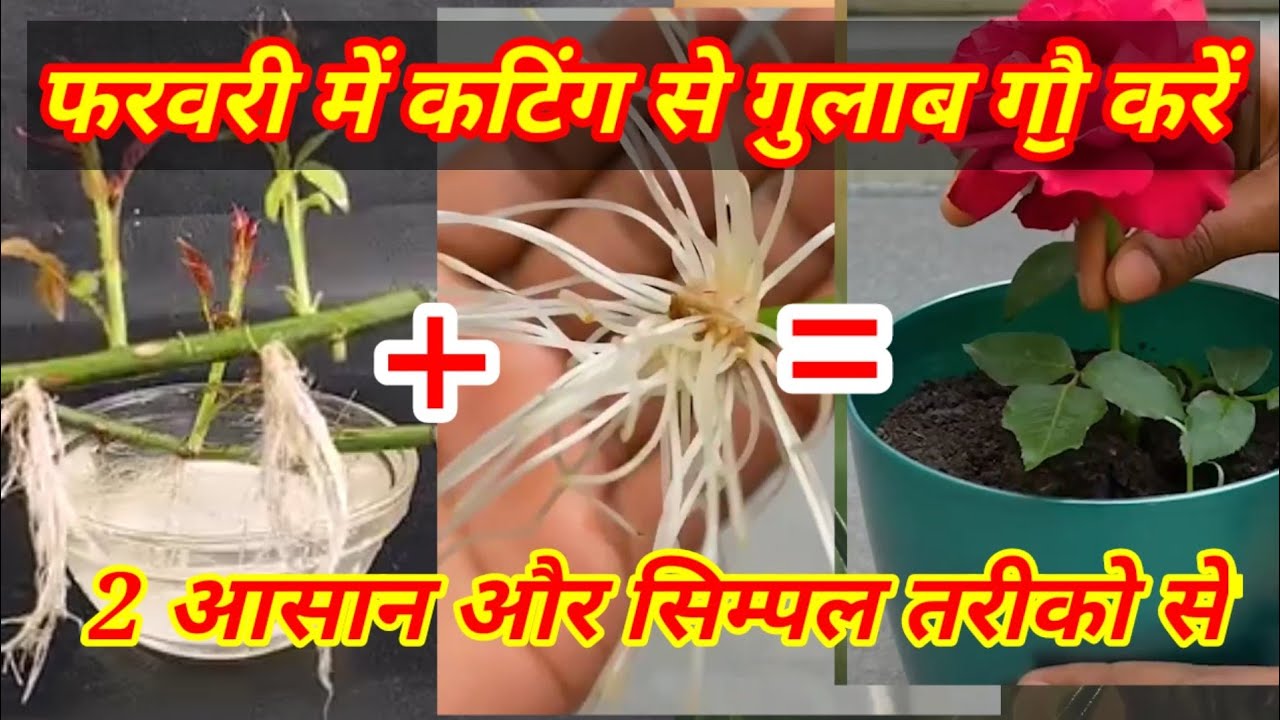फरवरी में गुलाब की कटिंग लगाऐ आसानी से grow hogi kating easy trick se||#new #trending #gardening