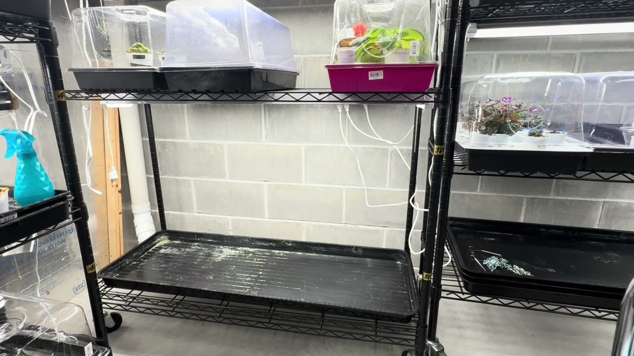 Growing Peach Trees Update: 1/17/26