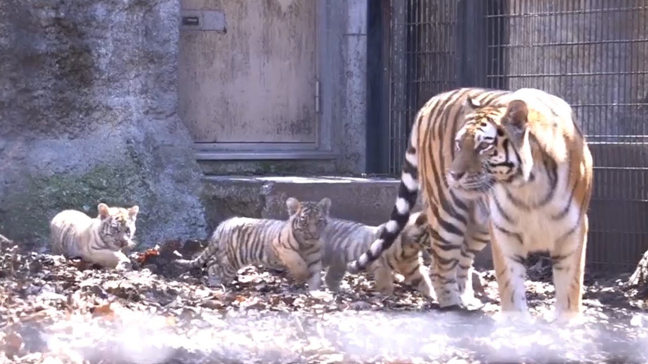 ３頭元気にすくすく！アムールトラ(ザリア)の赤ちゃん【旭山動物園】