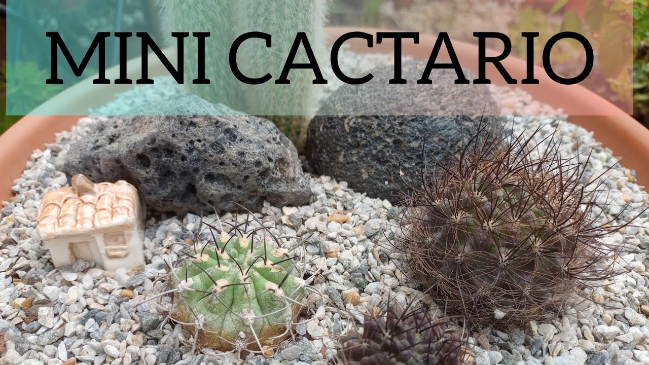 ARREGLO CON CACTUS/REGALOS/SEDUM DE COLECCIÓN #lasplantasdegeral #cactusysuculentas #jardin #cactus 