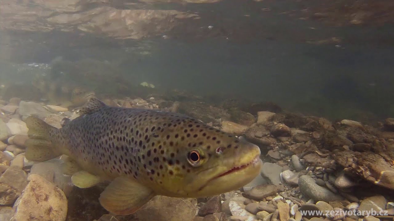 Tření Pstruha obecného, Brown trout spawning (Salmo trutta)