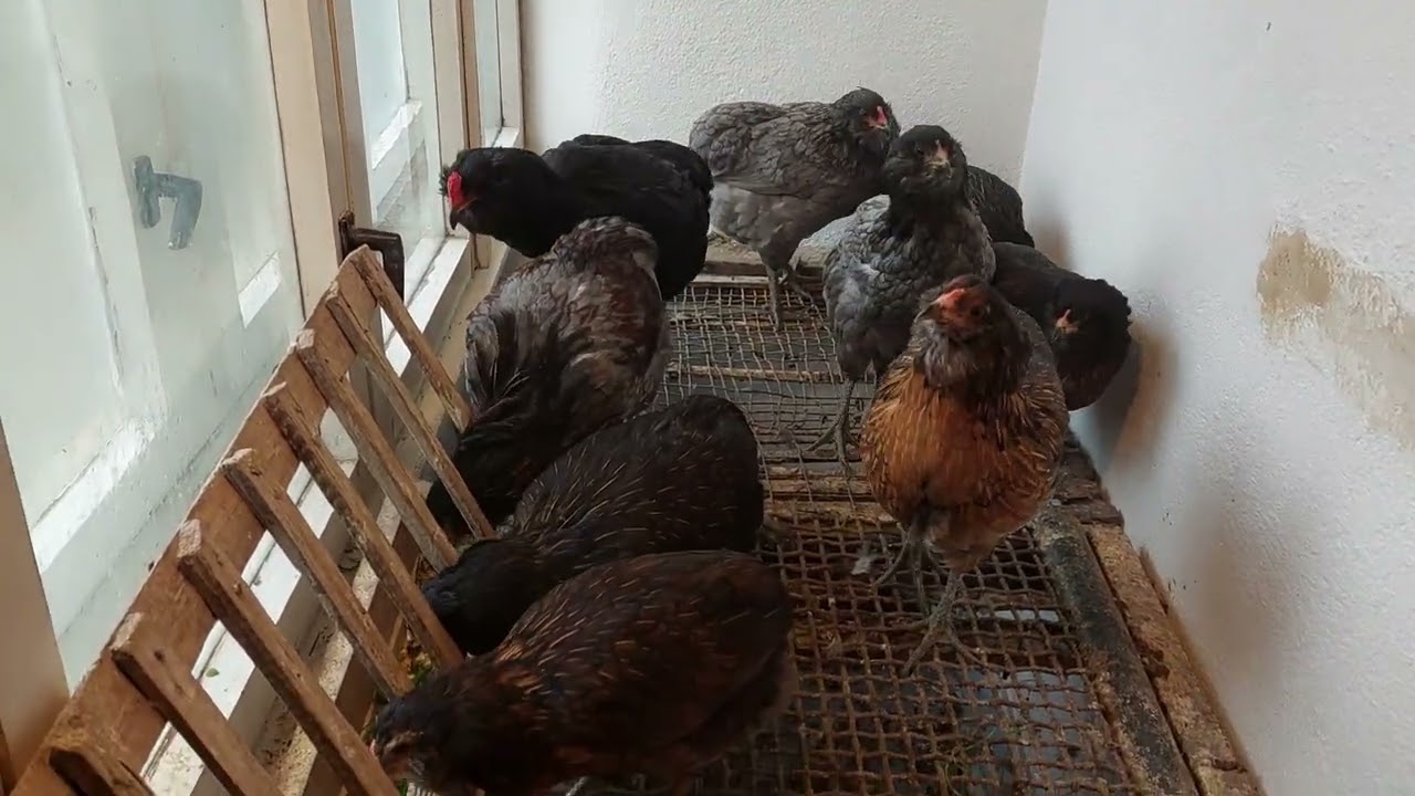 ARAUKANE MLADE PRED PRONOŠENJE🐔🐔🐔