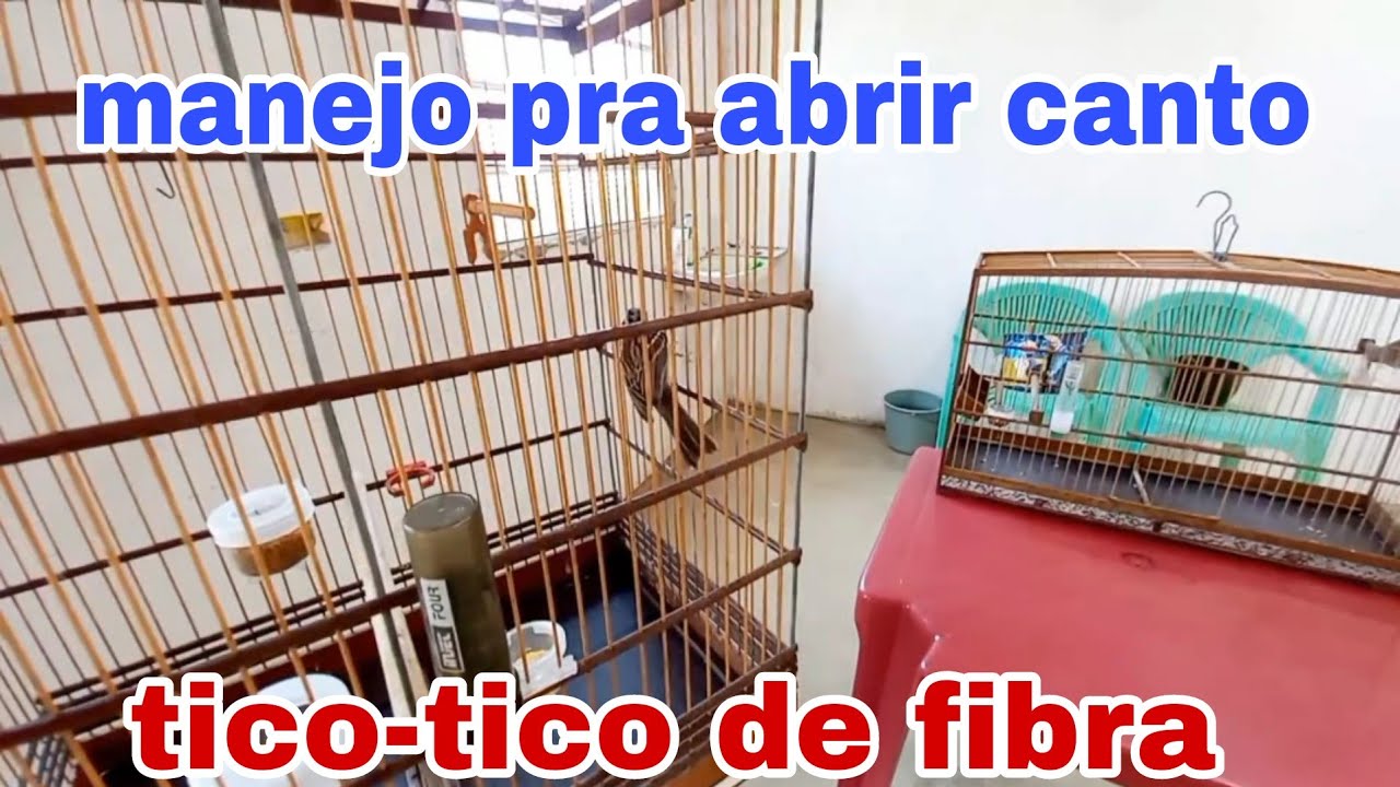 Manejo pra estourar o canto do tico-tico 