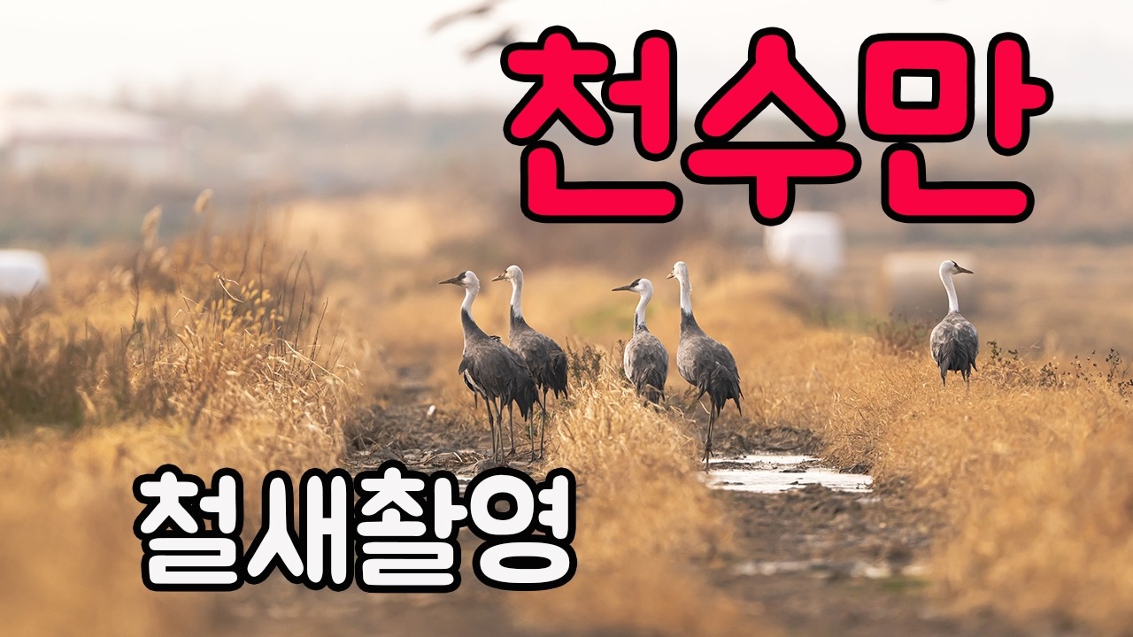 겨울 철새 사진 촬영하는법