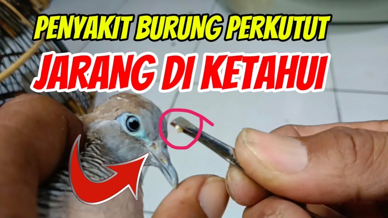 PENYAKIT LANGKA Pada Burung perkutut yang jarang diketahui