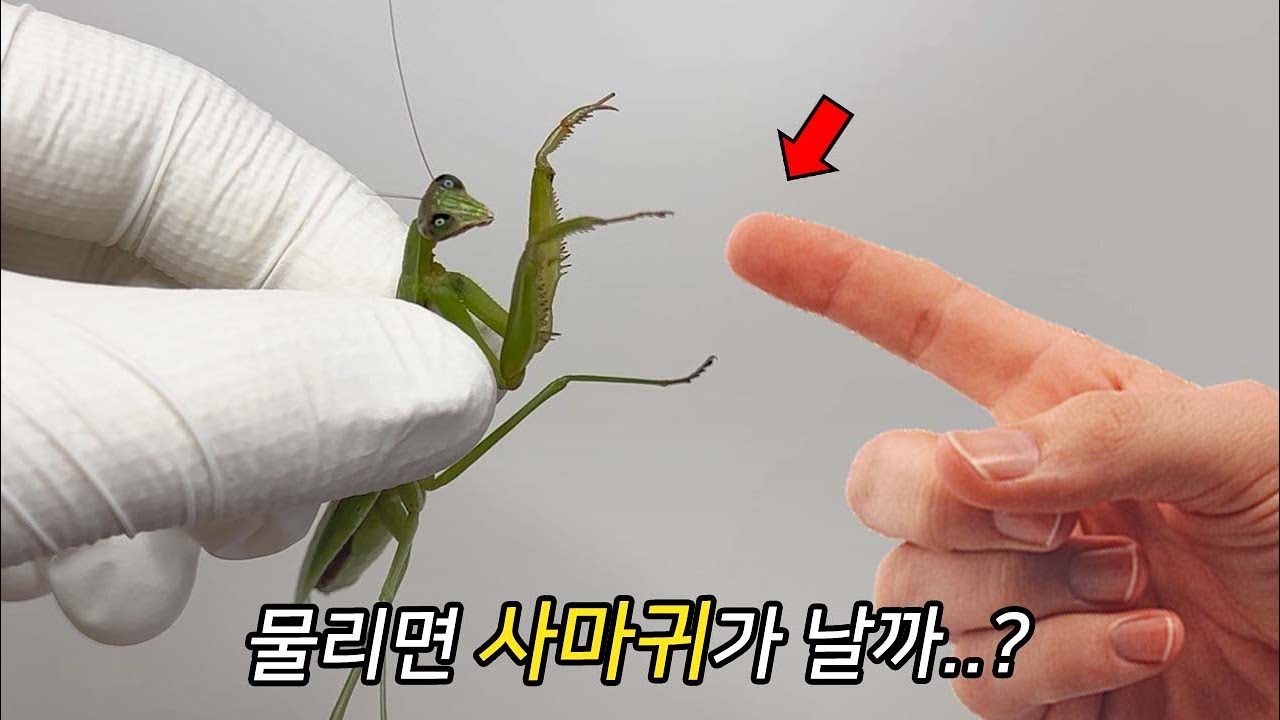 90%가 모르는 사마귀의 충격적 비밀들 (사마귀는 바퀴벌레와 가깝습니다..)