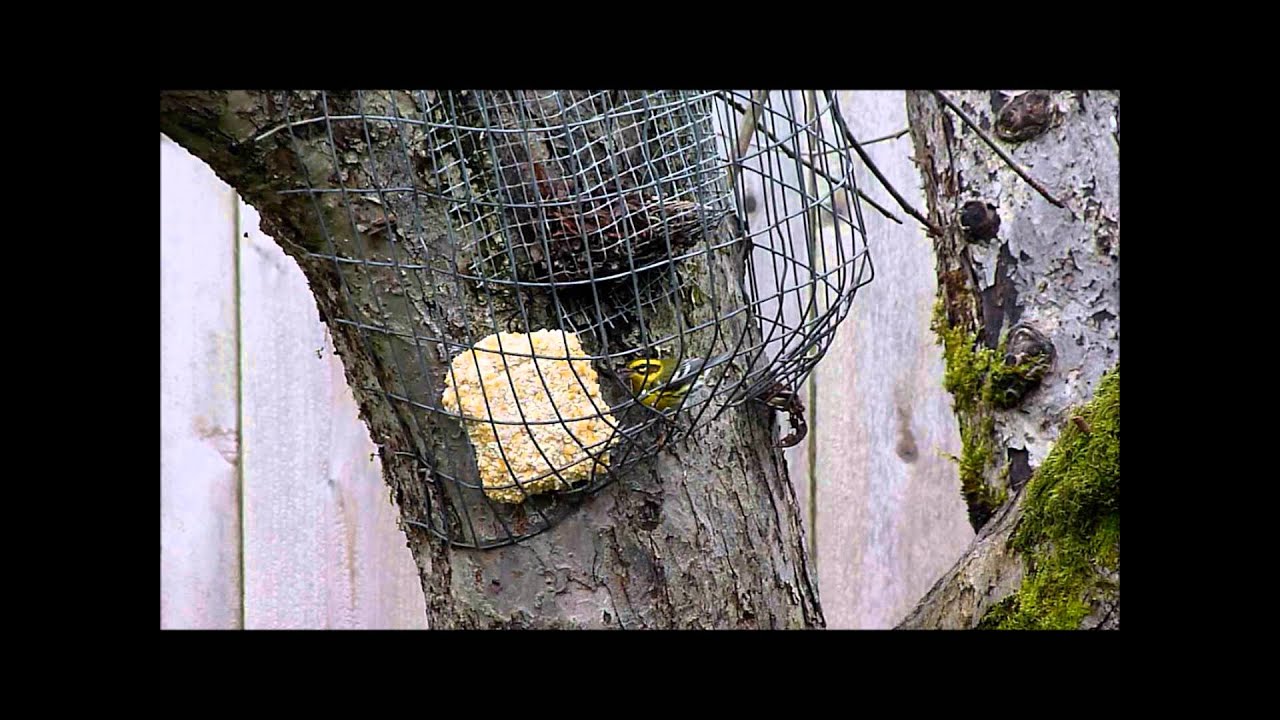 Townsend's Warbler at suet