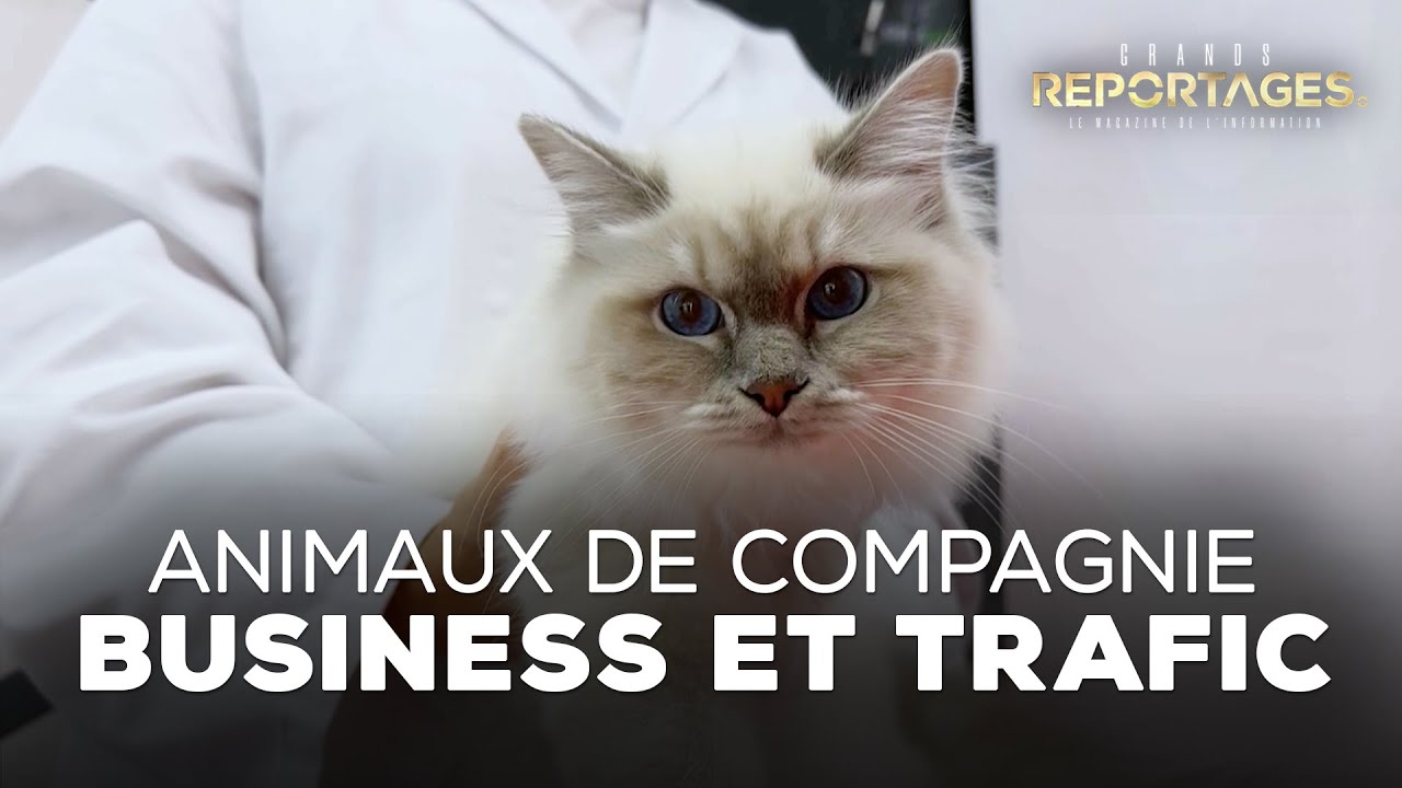 Animaux de compagnie : business et trafics (Grands Reportages 2023)