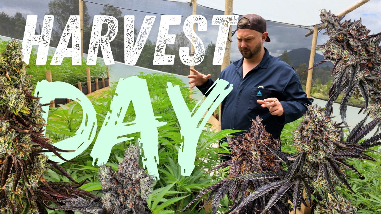 Biggest Harvest Yet? CO2 Room Results & Greenhouse Gains