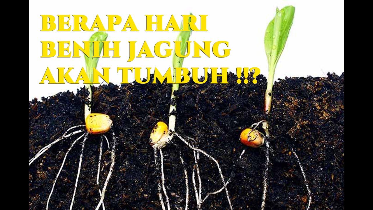 PERCAMBAHAN JAGUNG MANIS | BERAPA HARI BENIH JAGUNG AKAN TUMBUH!!?