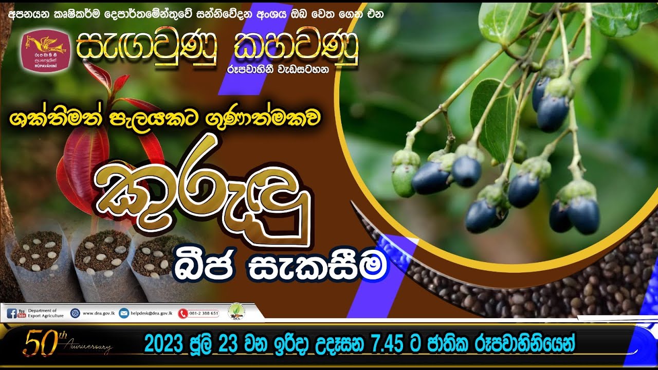 ශක්තිමත් පැලයකට ගුණාත්මකව කුරුඳු බීජ සැකසීම