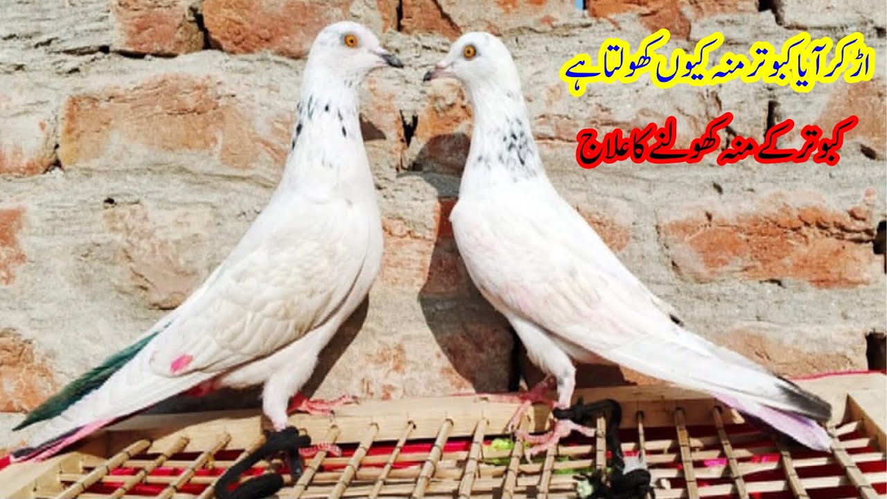 Bazi Main Kabootar Muh Kioun Kholta hai  || Afzaal Pigeons