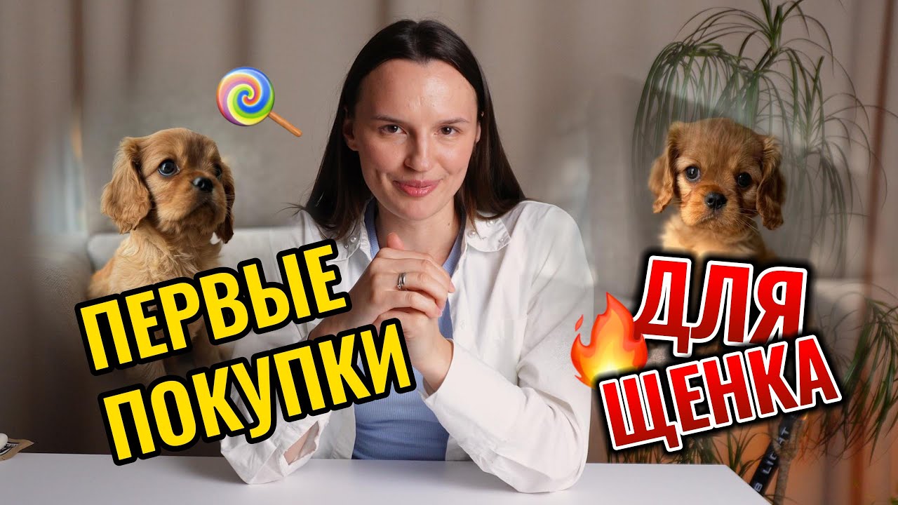 У НАС БУДЕТ ЩЕНОК| показываю первые покупки для щенка| КАВАЛЕР КИНГ ЧАРЛЬЗ СПАНИЕЛЬ