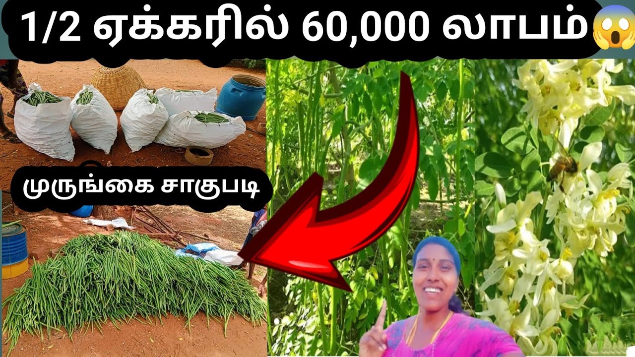 1/2 ஏக்கரில் 60,000 லாபம் தரும் கரும்பு முருங்கை சாகுபடி🤩🤩😱😱#கரும்புமுருங்கைவளர்ப்பு#karumpumurungai