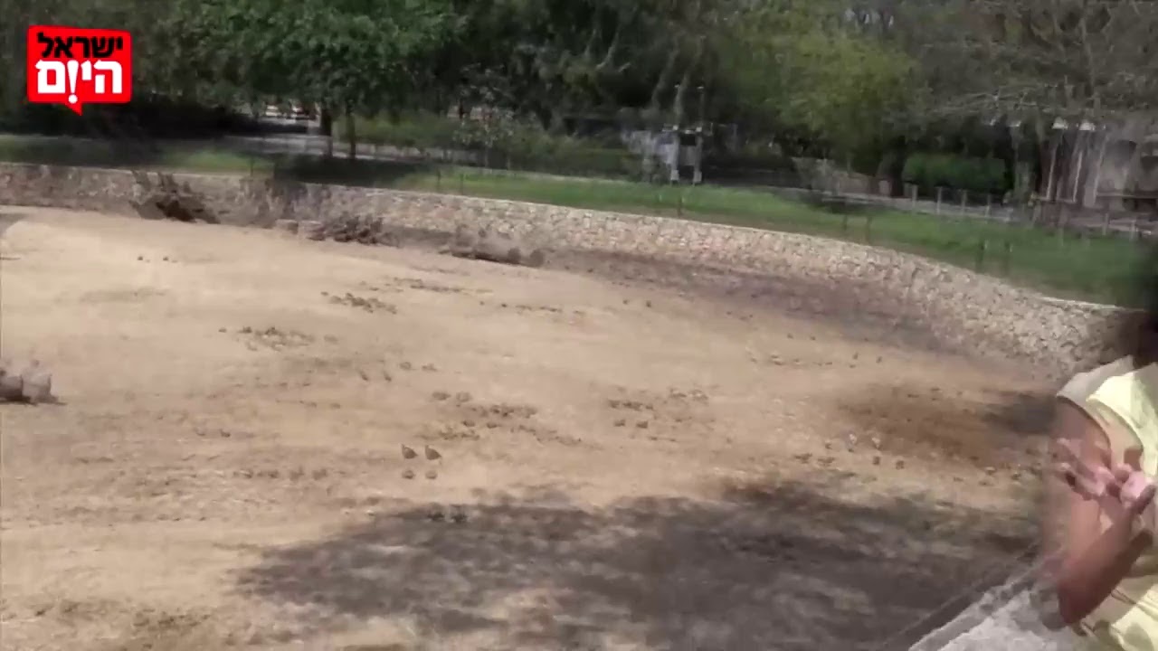 פילייב: והפעם - פדיקור פילים ומפגש עם פלא בן החודש!
