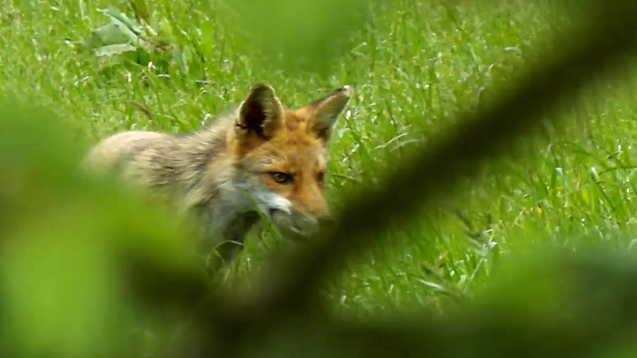 Zuf&auml;llige Begegnung mit Fuchs (Vulpes vulpes), Ennepetal, Anfang Juni 2015