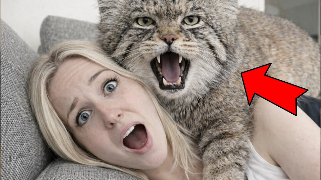 I saved a Manul cat that was freezing outside my cabin    unexpectedly, it went on to wreak havoc in