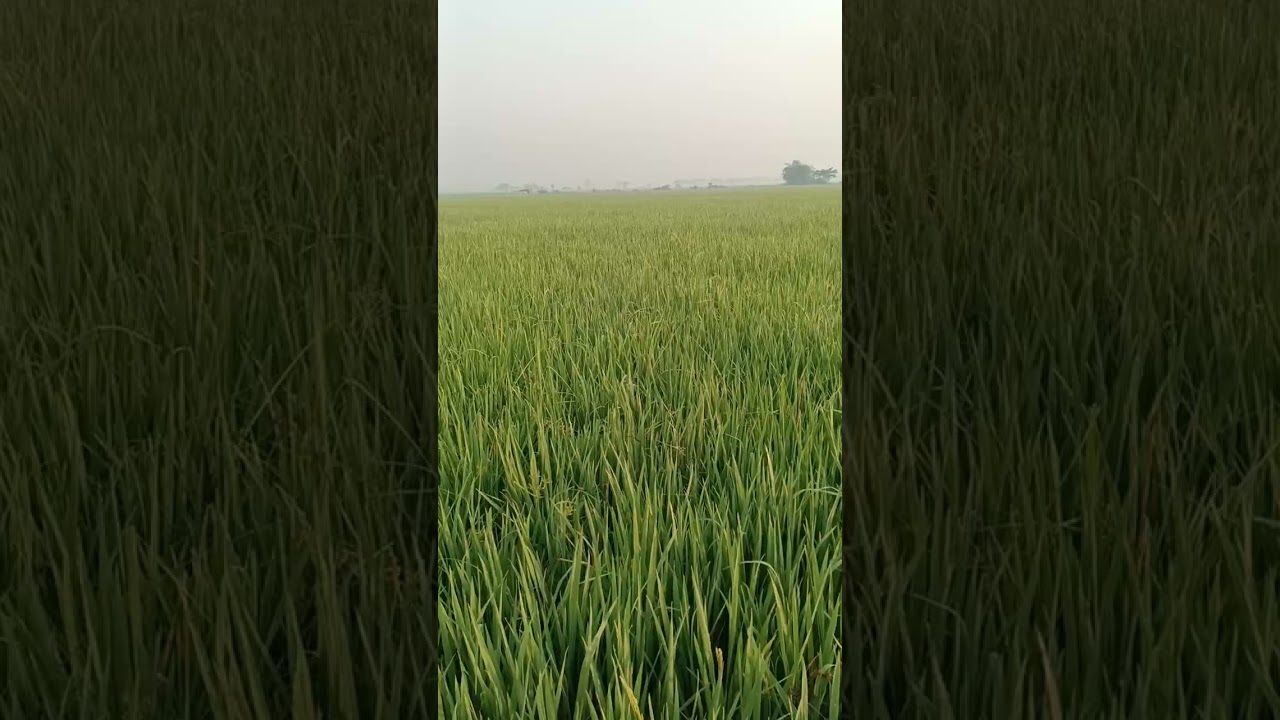 အနှံအထွက်မစုံခင်