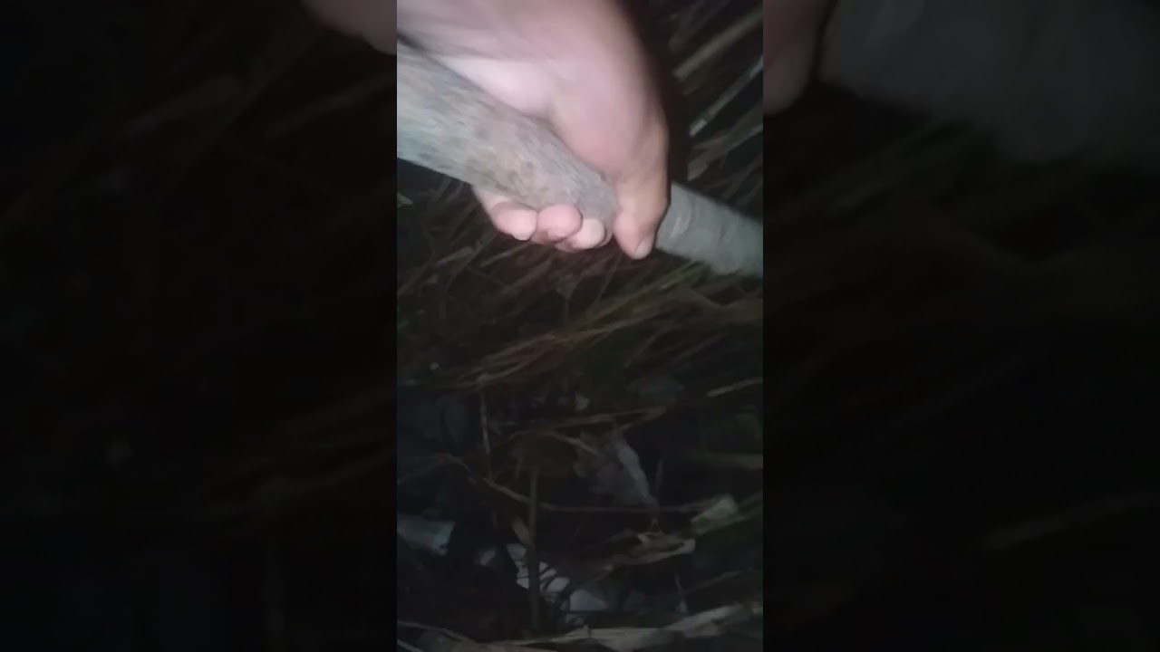 pensamos que fosse o lobisomem do tenone😱muitos barulhos assustadores😱😱