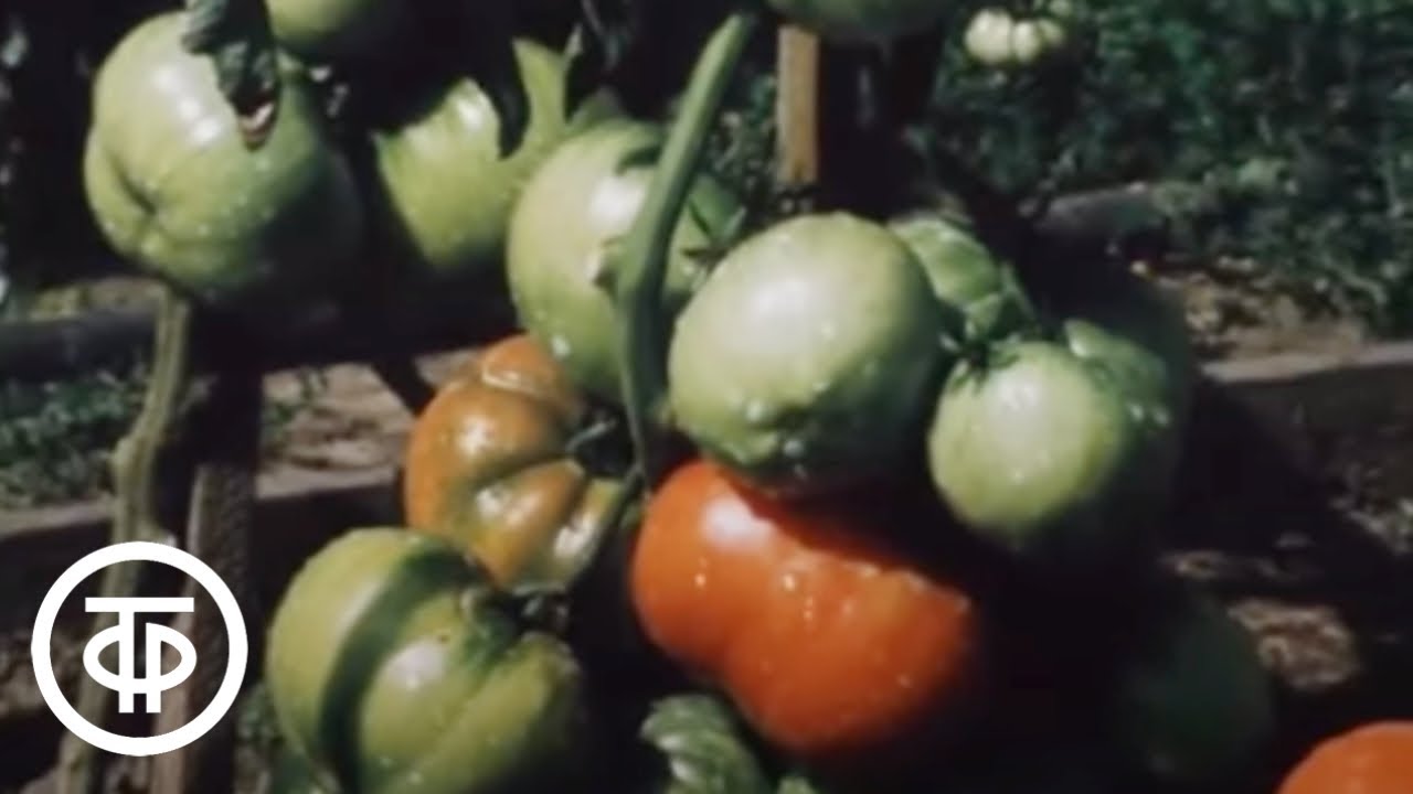 Наш сад. Урожай томатов (1984)