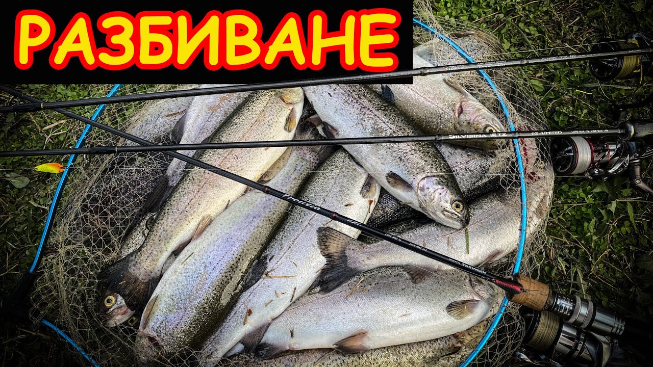 Много добър риболов на американки. Хванахме над 30 пъстърви на клатушки