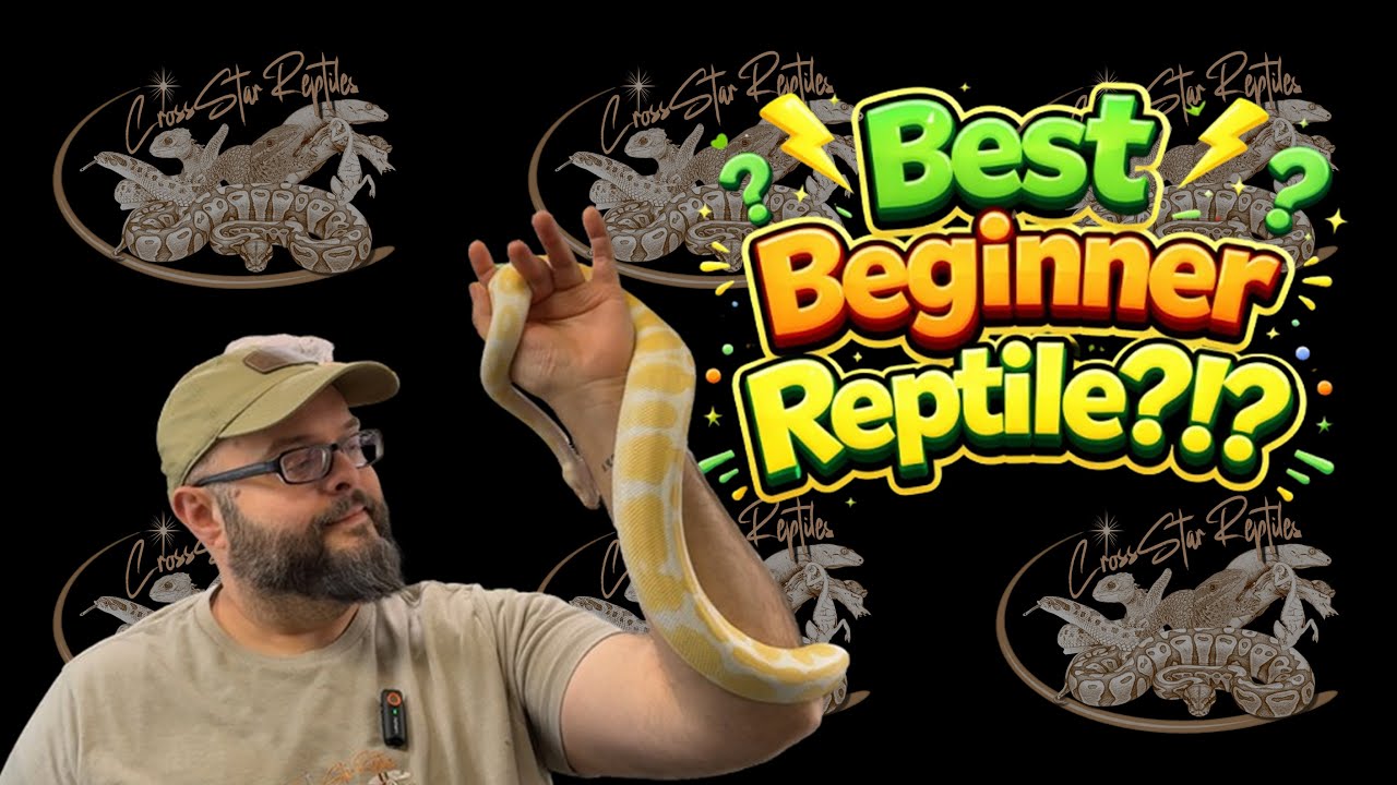 Best Beginner Reptiles for Kids & Adults