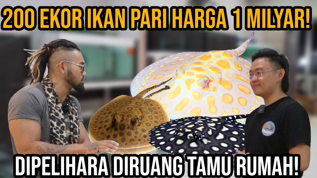 PARI SERUMAH ! PIARA 200 EKOR IKAN PARI HARGA 1 MILYAR! DIPELIHARA DIRUANG TAMU RUMAH!