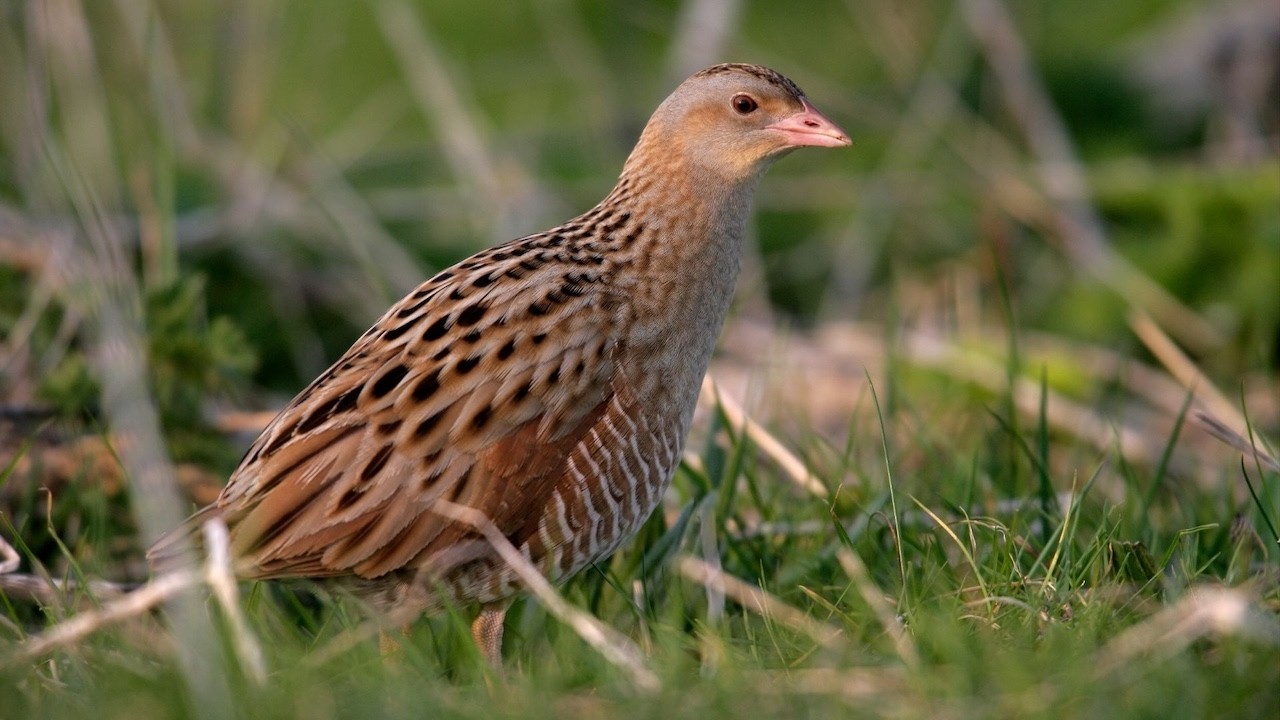 Corncrake Spotted Crake Little Crake Rare Bird Guide