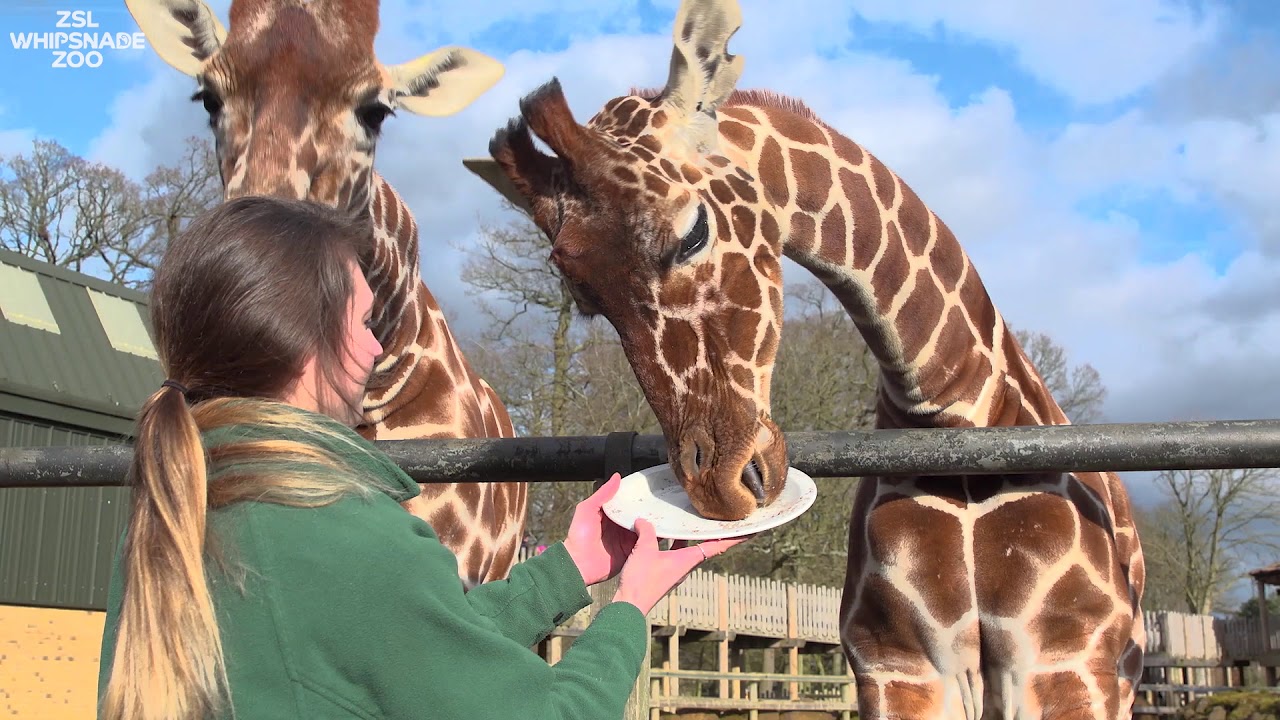 Happy third birthday Nuru! 🎉