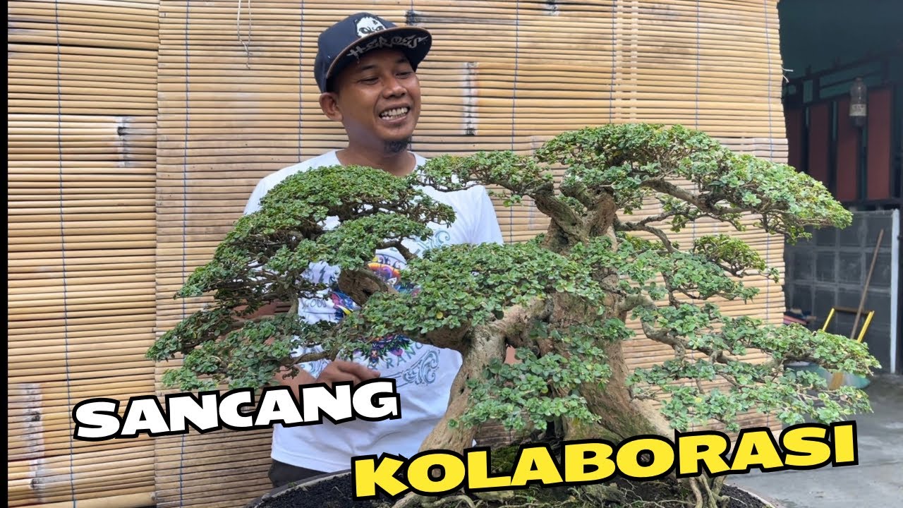 Cek Harga Bonsai. Pulang Kontes Dirumah Mas Reza Kempas Kempis