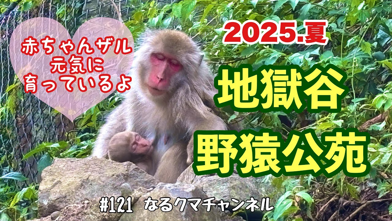 地獄谷野猿公苑ベビーラッシュ