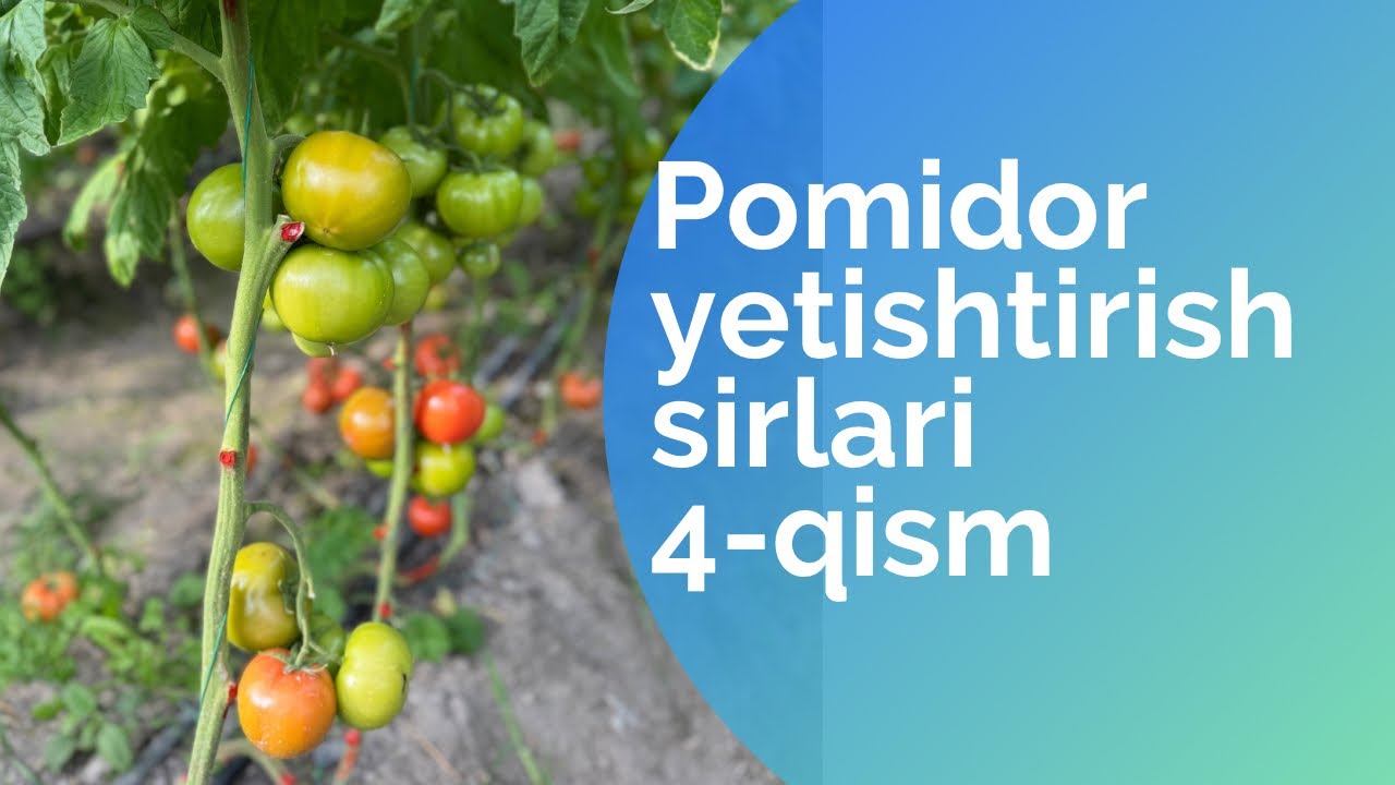Pomidor yetishtirish sirlari 4-qism