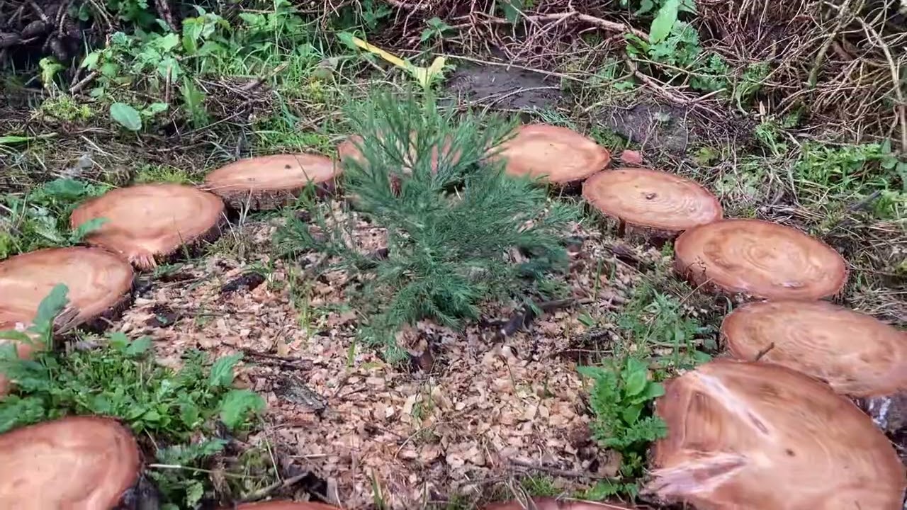 Giant sequoia tree, 22-10-2022, The Netherlands, 176,5cm