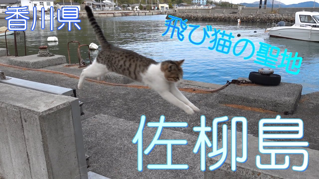 【香川県多度津町】飛び猫の聖地猫の島佐柳島に行きました【猫島】