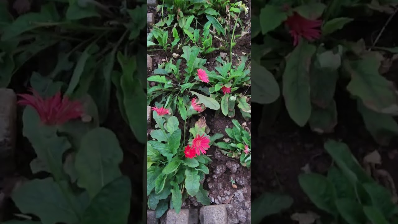  Love Gardening ,flowers🌹, smell good 👍