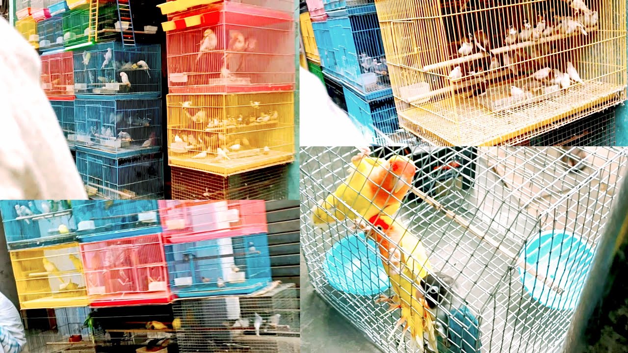 Banaras Birds Market || Baheliya Tola cheapest Birds Market || November 2023