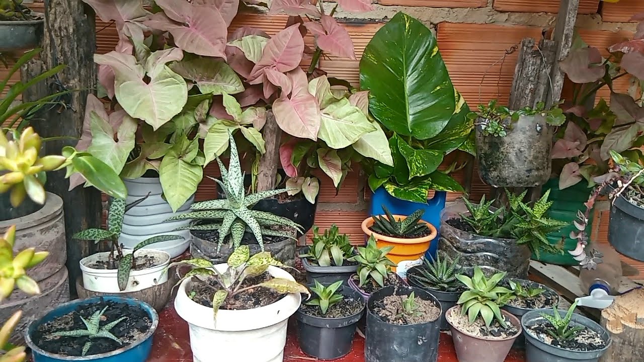 A cada dia o amor pela minhas plantas crescem.